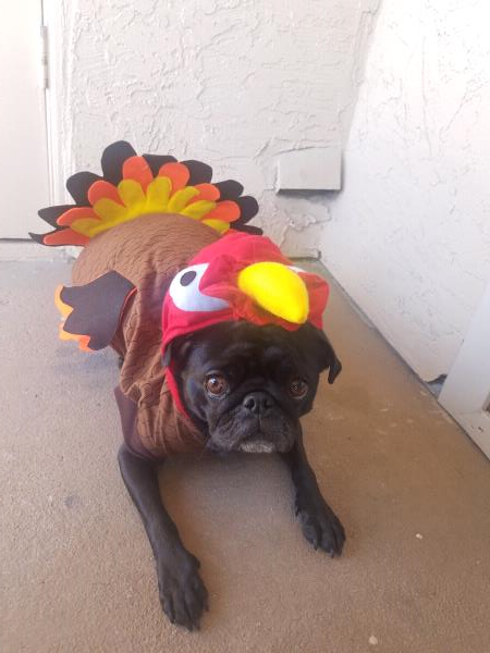 /images/uploads/pug nation rescue of los angeles/2018pugnation/entries/6161thumb.jpg